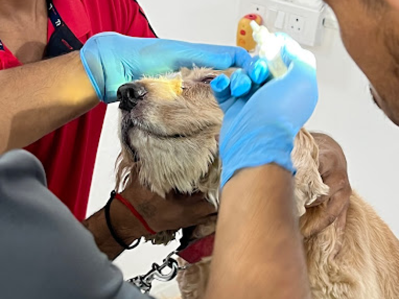 pet hospital near me